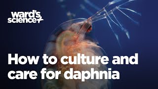 Caring and Culturing for Daphnia [upl. by Lanctot]