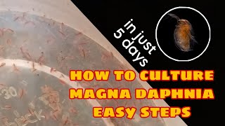 How to Culture Magna Daphnia Easily [upl. by Carry]