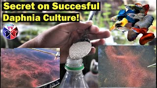 How to Culture Daphnia Successfully [upl. by Notsek]