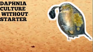 HOW TO CULTURE DAPHNIA NATURALLY WITHOUT A STARTER [upl. by Alusru407]