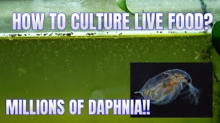 How to Culture Daphnia Secret Method to Breed MILLIONS  Simply Aquatic [upl. by Griffiths]