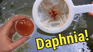 How I Culture Daphnia In Outdoor Tubs [upl. by Athalla87]