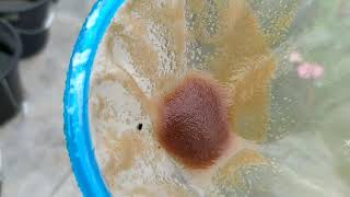 How to culture daphnia moina in a small container Part 1 English Subtitle [upl. by Adnylam621]