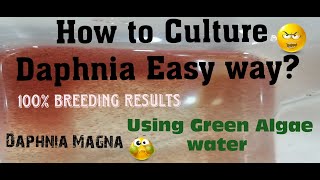 Daphnia MagnaHow to Culture Daphnia Easy wayCulturing Daphnia using Green water Daphnia [upl. by Sekofski]