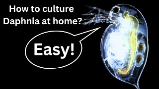 BEST Live Fish Food Beginner guide How to Culture Daphnia at home [upl. by Gretchen]