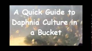 How to culture daphnia outside [upl. by Orten]