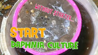 How to culture daphnia moina the easy way 1  Starting the Daphnia culture [upl. by Michelle]