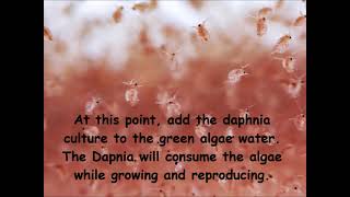 Daphnia  How to grow daphnia in your home [upl. by Lotsyrc]