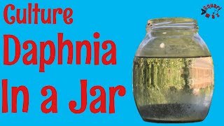 How to Culture Daphnia in a Jar [upl. by Anibla]