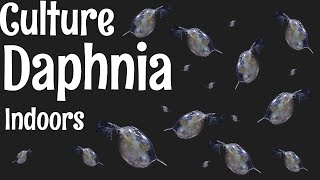 How to Culture Daphnia [upl. by Tigdirb122]