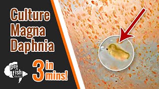 How to culture DAPHNIA MAGNA  The easy way [upl. by Eudoca]