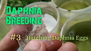 Daphnia Culture made simple and easy 3  Hatching Daphnia eggs [upl. by Notgnirrab]