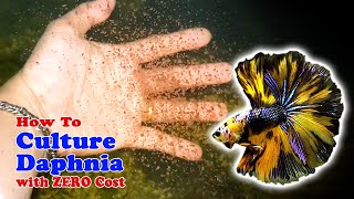 How to Culture Daphnia with ZERO Cost  Unlimited Live Food For Our Fish [upl. by Aerahs]