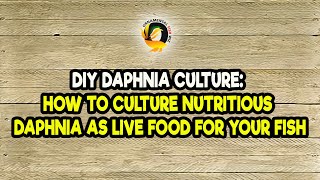 DIY Daphnia Culture How to Culture Nutritious Daphnia as Live Food for Your Fish [upl. by Lleunamme]