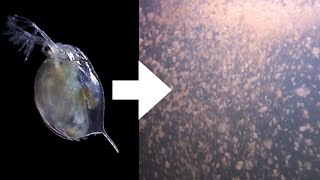 How I Culture Daphnia [upl. by Glogau942]