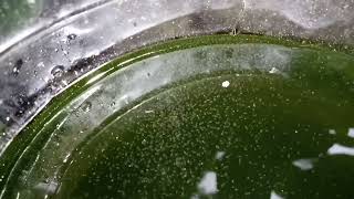 DAPHNIA MOINA CULTURE IN A SMALL BUCKET [upl. by Wandis280]