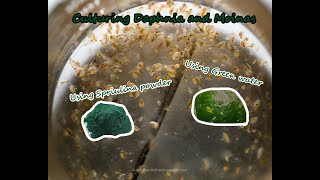 How To Culture Daphnia and Moinas using Green Water Spirulina powder [upl. by Ayatahs]