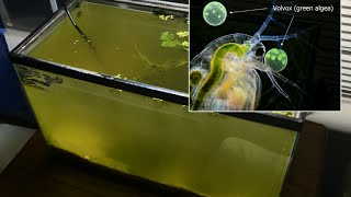 Raising Daphnia for the Freshwater Aquarium [upl. by Filberto]