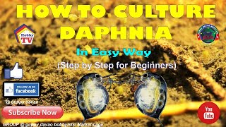 HOW TO CULTURE DAPHNIA In Easy Way [upl. by Sapphira]